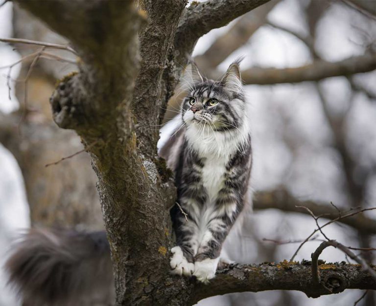 Croquettes pour chats