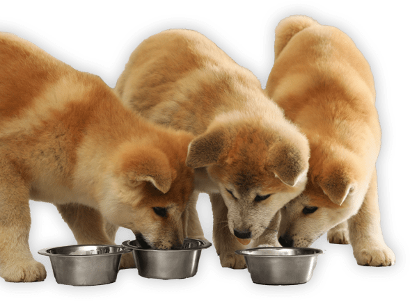 Illustration chiots
