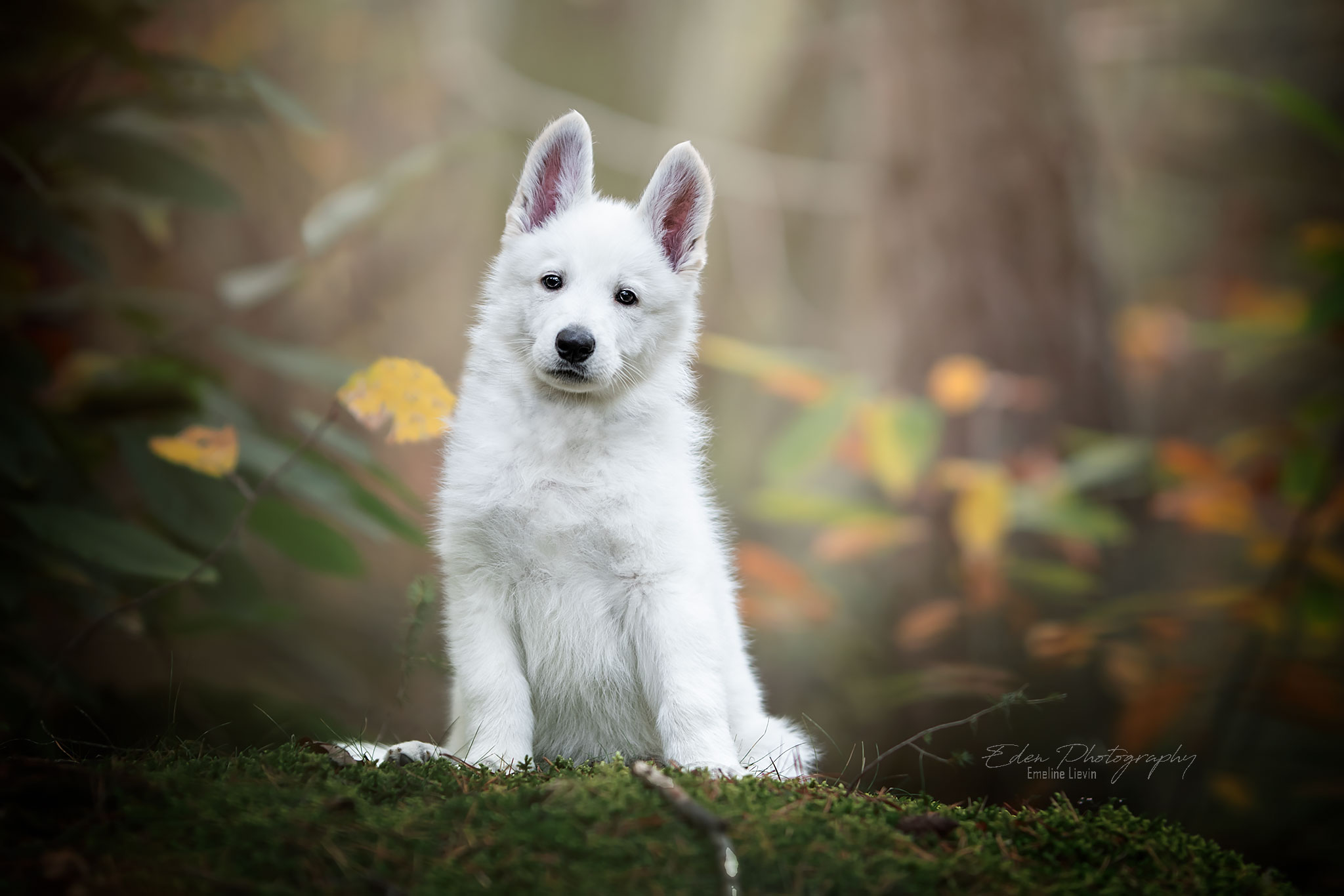 PÂTÉE POUR CHIEN SANS CÉRÉALES WOLFOOD - AGNEAU ET POISSONS – THE WOUF