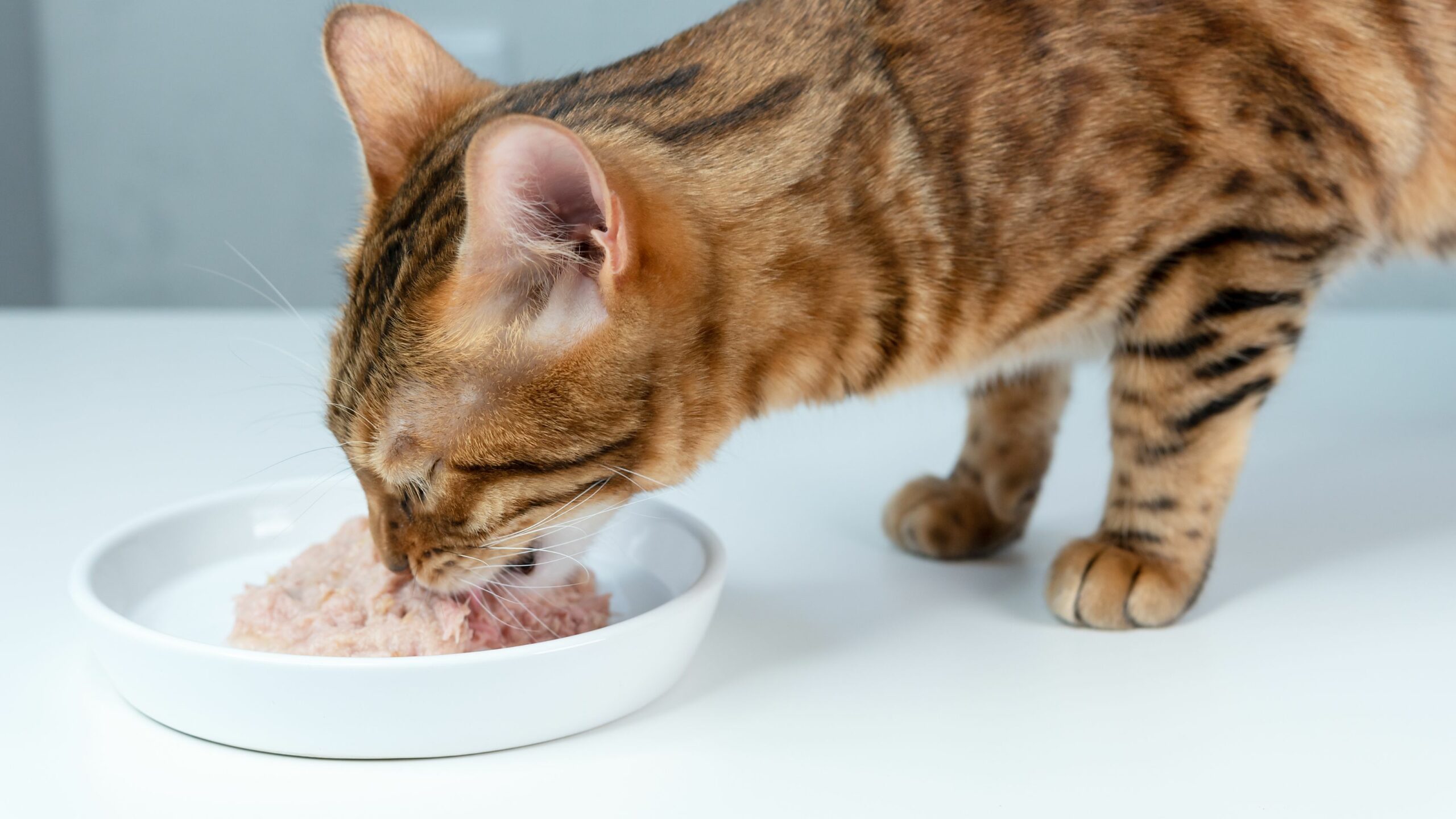 Le saviezvous ? Il vaut mieux éviter de donner du thon à un chat. Wolfood