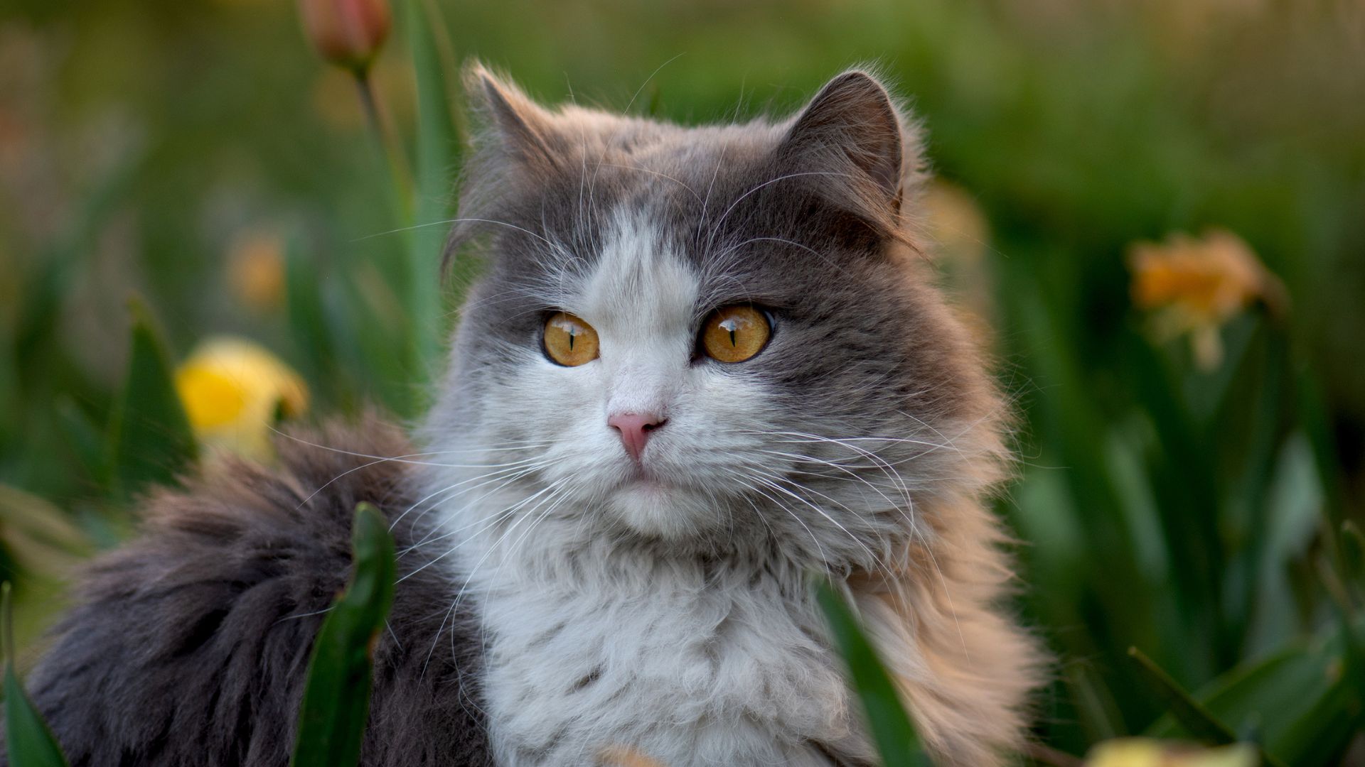 Le saviezvous ? Un chat peut manger de la viande crue Wolfood