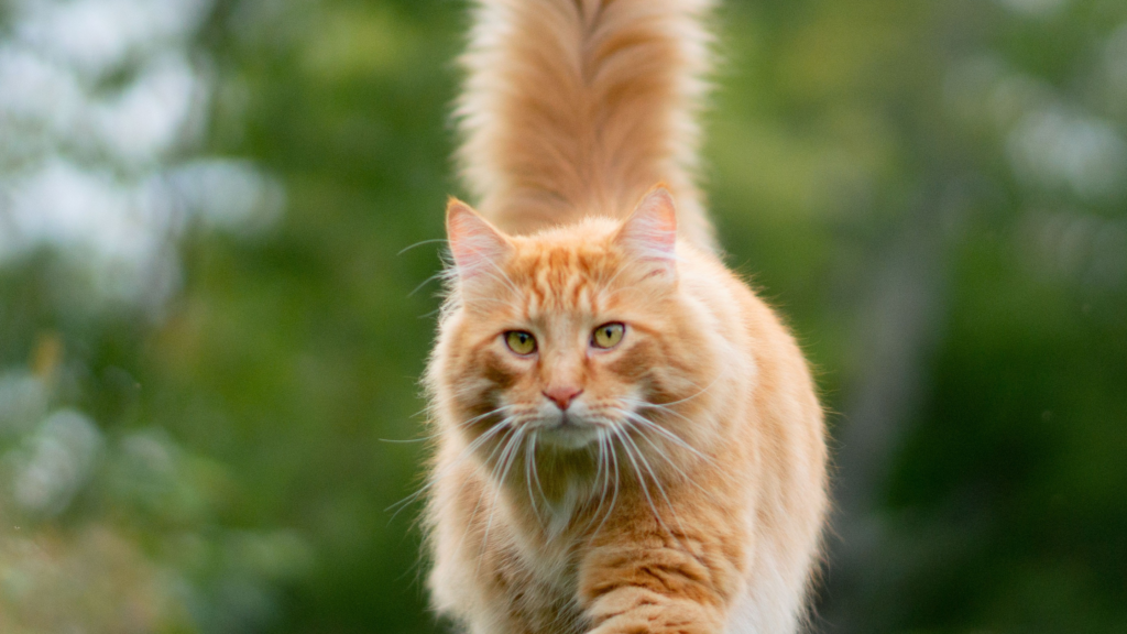 Le saviezvous ? Un chat peut manger des légumes Wolfood — free download
