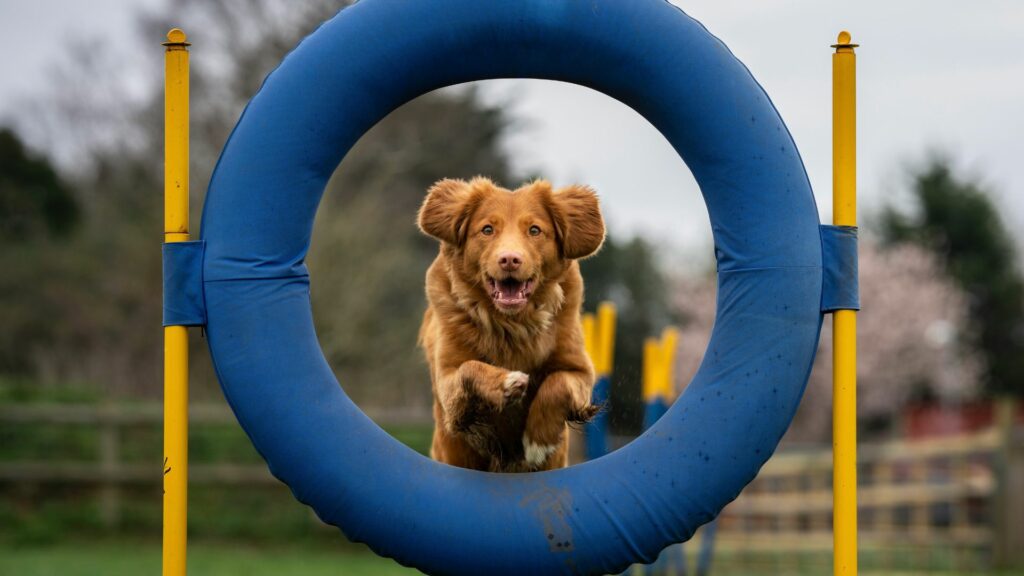 Agility