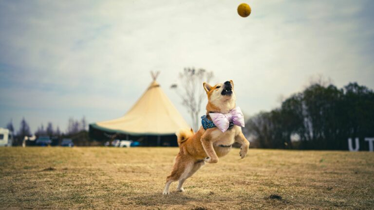 Dog dancing