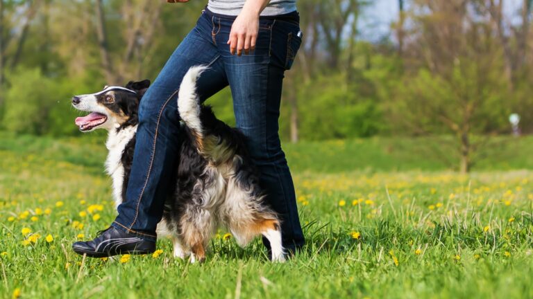 Dog dancing mouvement