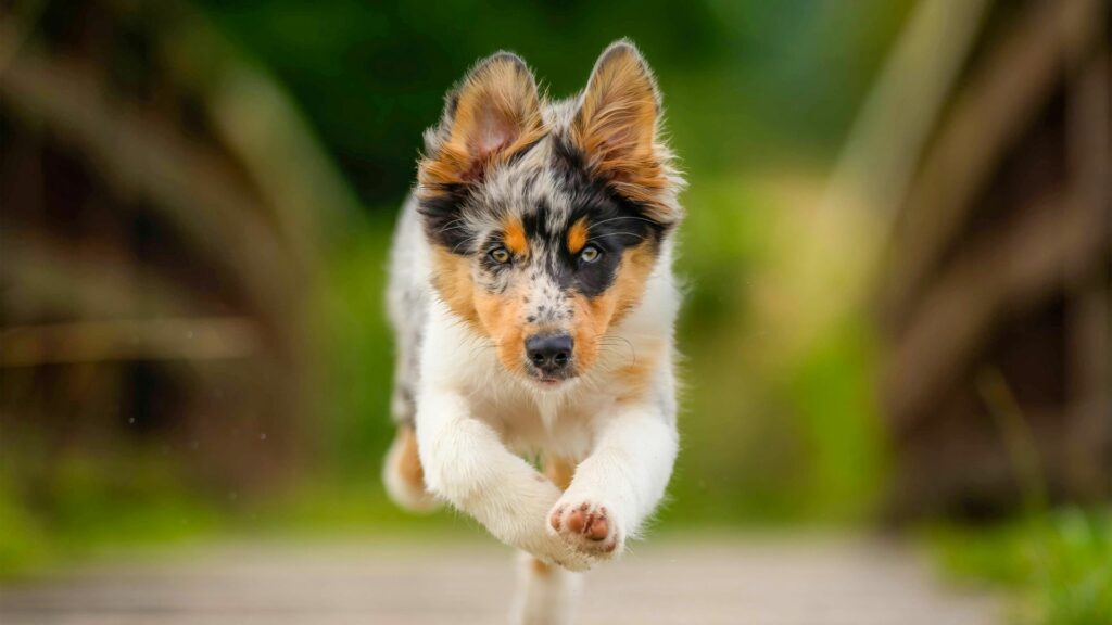 chien courant