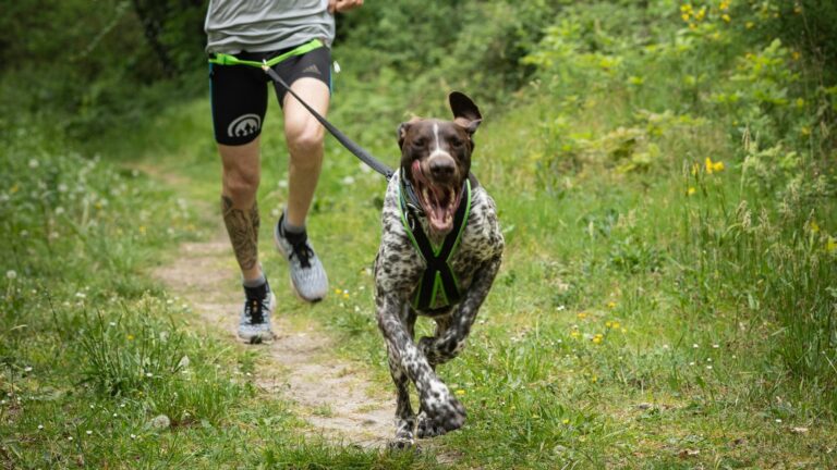 Pratique du canicross
