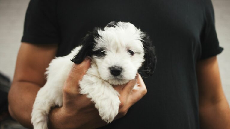 Chiot noir et blanc