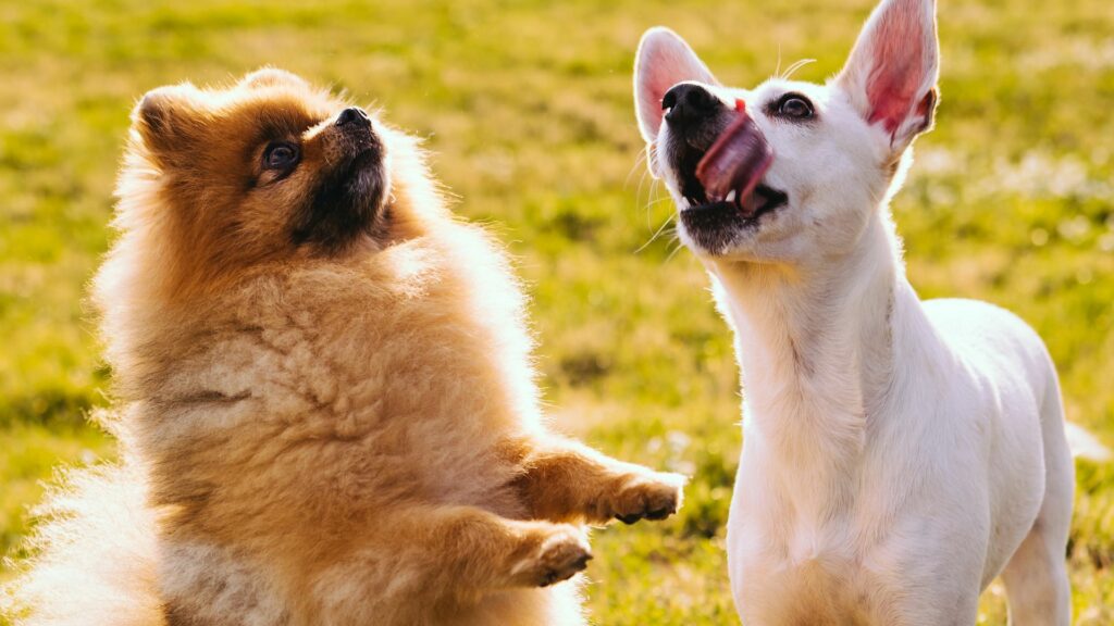 Chien debout